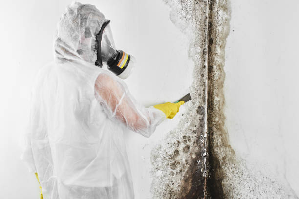 Best Mold Testing and Inspection Services in Crescent, OK