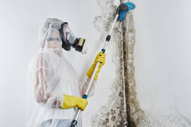 Best Emergency Mold Remediation in Crescent, OK