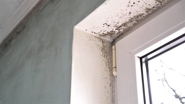 Professional Mold Remediation in Crescent, OK